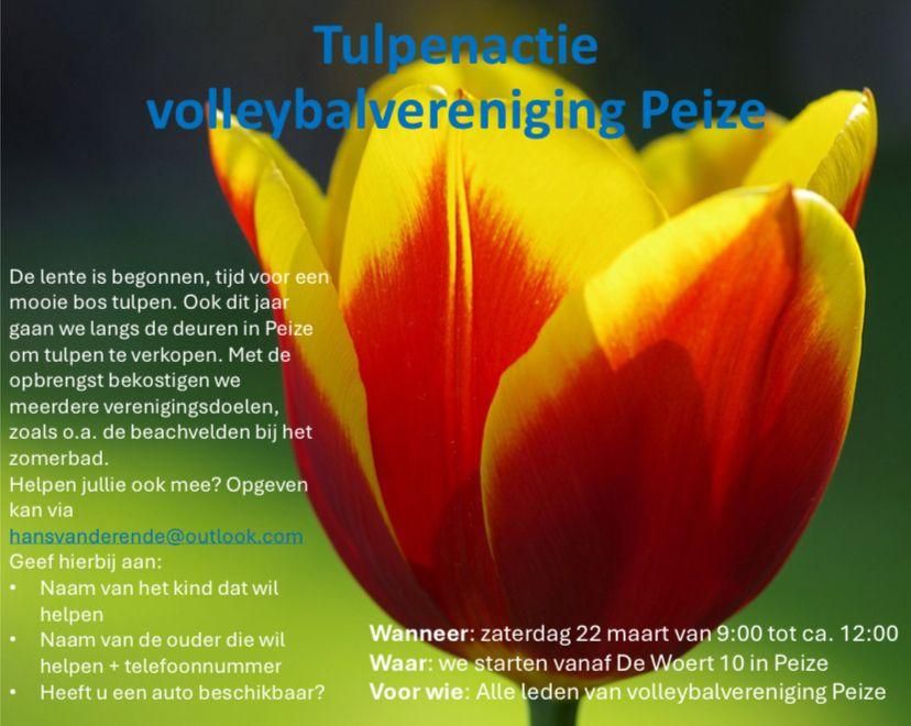 tulpenactie 2025
